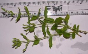 Cultivar microfolia2